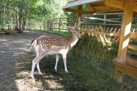 MINI-ZOO