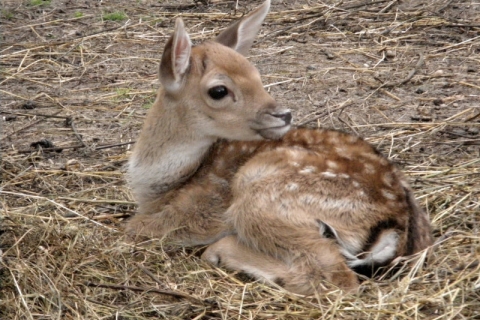 MINI-ZOO